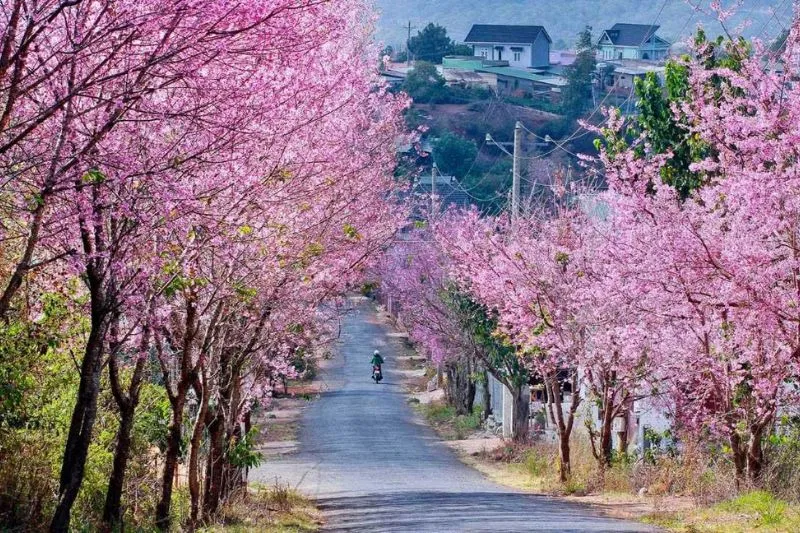 Hoa đào nở rộ ở Hà Giang (Ảnh: internet)