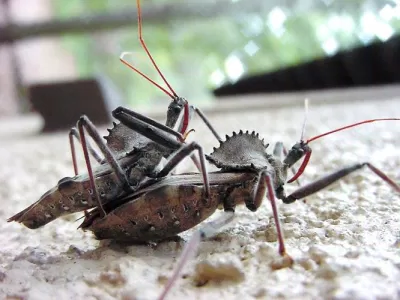 Entomophobia