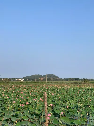 Cánh đồng hoa sen ( Nguồn: BlogAnChoi)