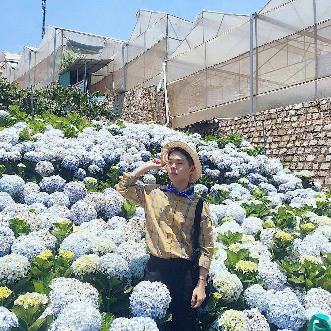 Vườn hoa cẩm tú cầu tại Làng hoa Vạn Thành (Ảnh: Internet)