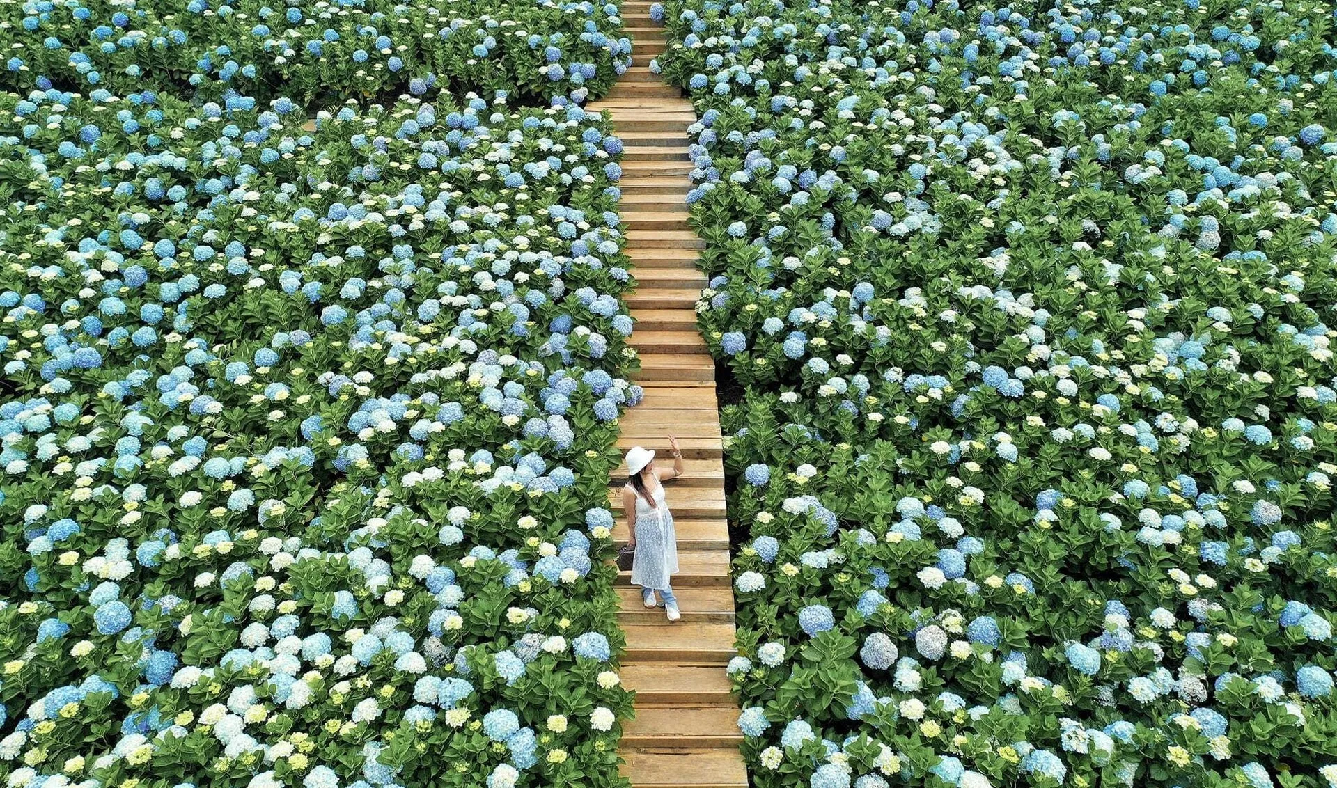 Kinh nghiệm chụp ảnh hoa cẩm tú cầu đẹp