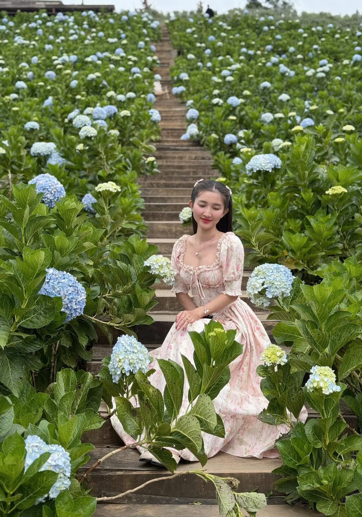 Vườn hoa cẩm tú cầu The Florest – Hoa trong rừng (Ảnh: Internet) Vườn hoa cẩm tú cầu The Florest – Hoa trong rừng (Ảnh: Internet)