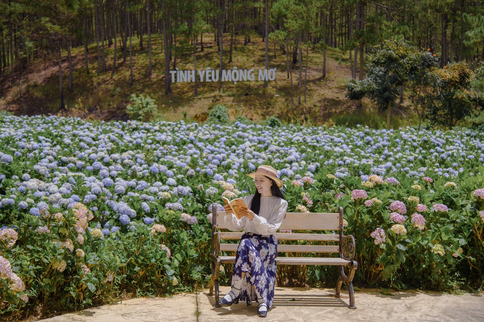 Vườn hoa cẩm tú cầu ở Thung lũng tình yêu (Ảnh: Internet) Vườn hoa cẩm tú cầu ở Thung lũng tình yêu (Ảnh: Internet)