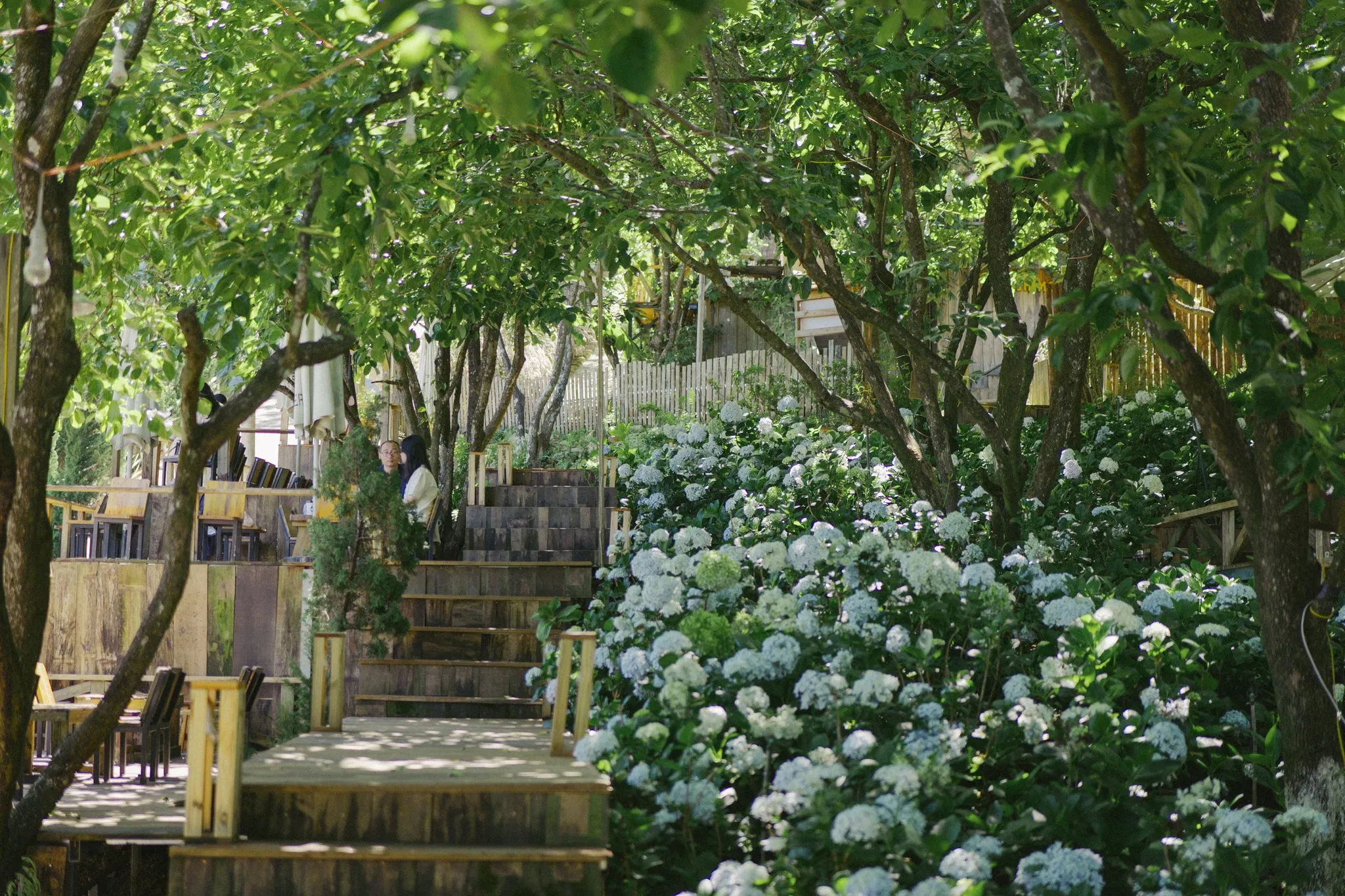 Check-in 12 vườn hoa cẩm tú cầu Đà Lạt mới, đẹp nhất 2025 du lịch Đà Lạt hoa cẩm tú cầu hoa cẩm tú cầu Đà Lạt vườn hoa cẩm tú cầu Đà Lạt