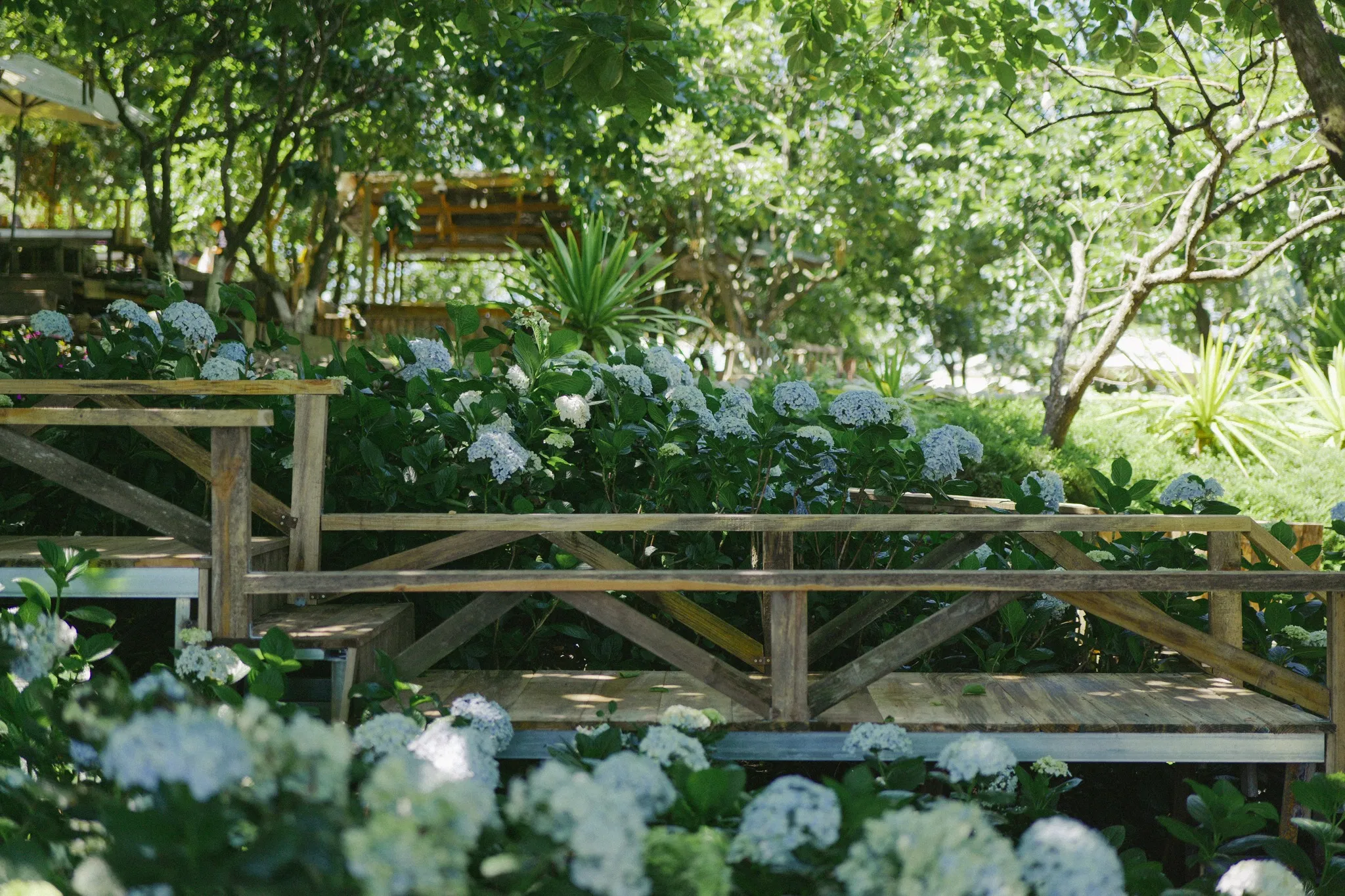 Check-in 12 vườn hoa cẩm tú cầu Đà Lạt mới, đẹp nhất 2025 du lịch Đà Lạt hoa cẩm tú cầu hoa cẩm tú cầu Đà Lạt vườn hoa cẩm tú cầu Đà Lạt