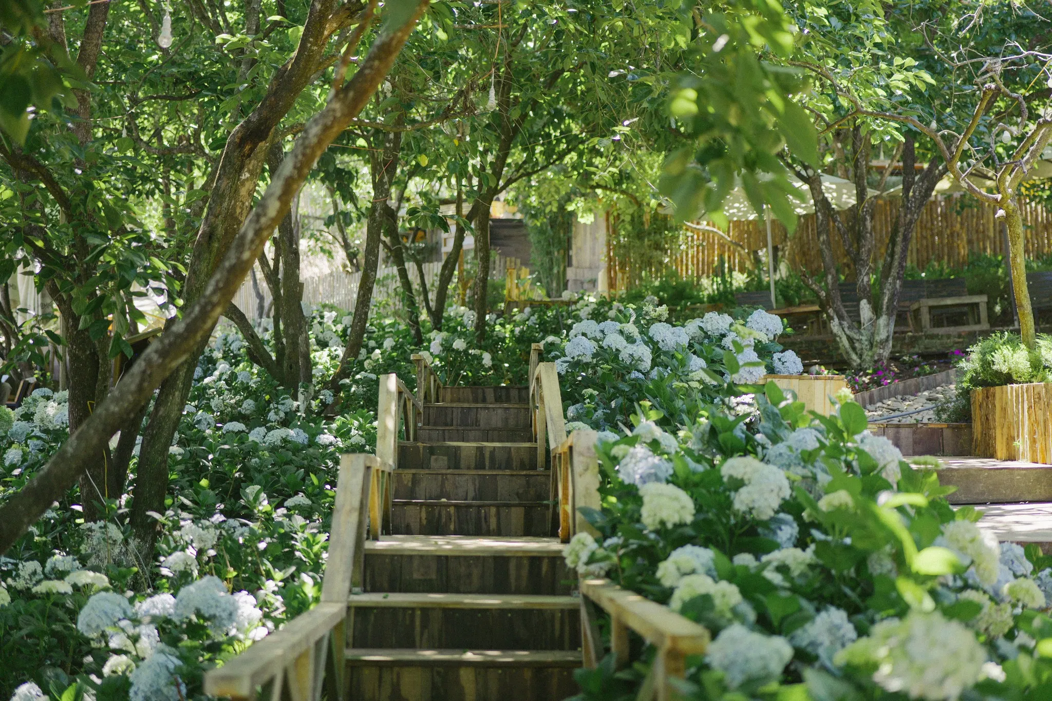 Hoa cẩm tú cầu tại quán Cafe Persimmon Đà Lạt (Ảnh: Internet)