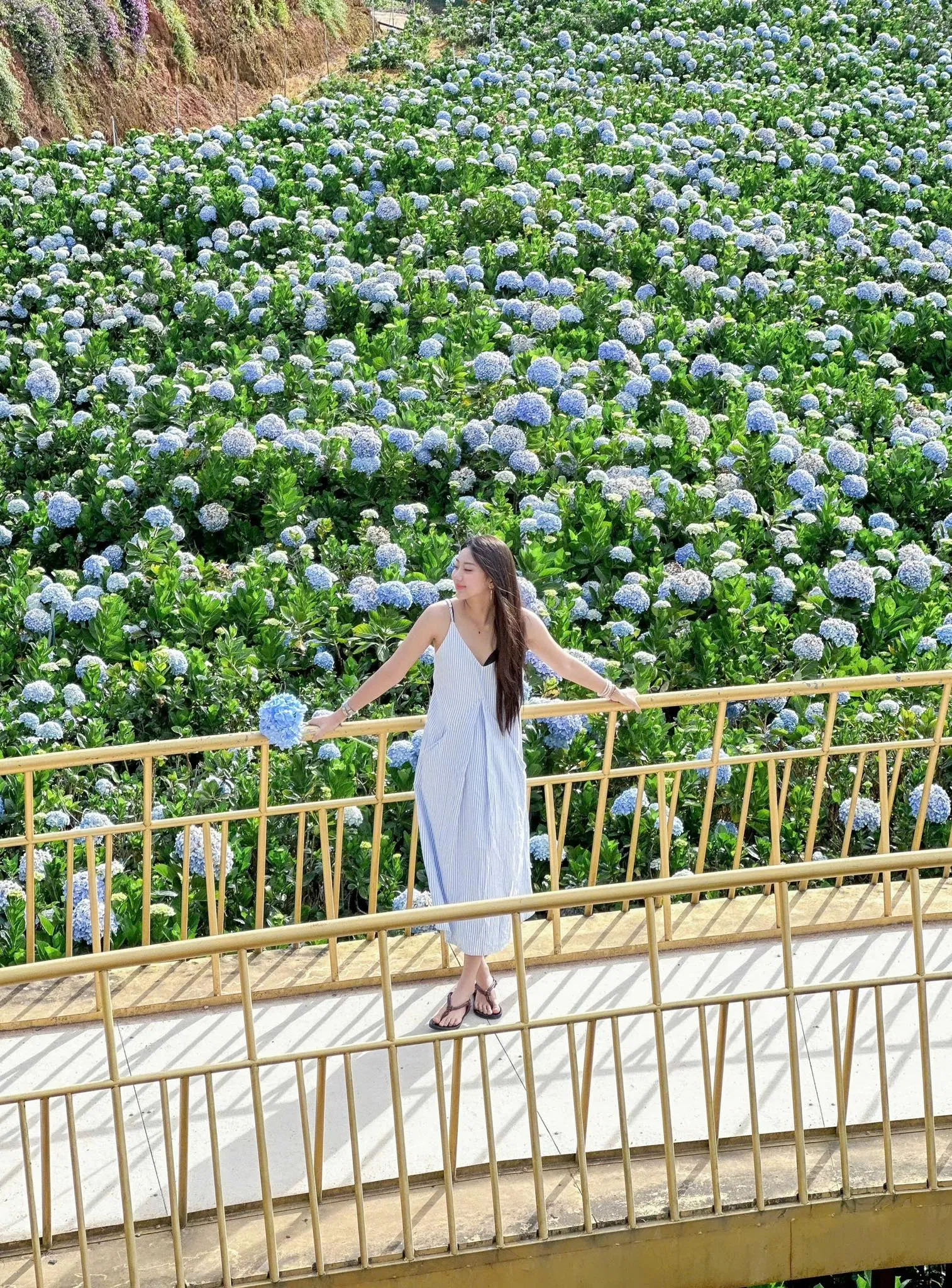 Check-in 12 vườn hoa cẩm tú cầu Đà Lạt mới, đẹp nhất 2025 du lịch Đà Lạt hoa cẩm tú cầu hoa cẩm tú cầu Đà Lạt vườn hoa cẩm tú cầu Đà Lạt