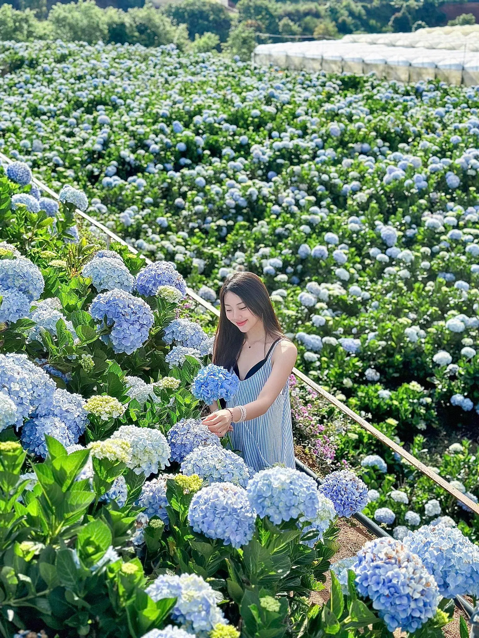 Vườn hoa cẩm tú cầu tại Catuka Garden & Coffee (Ảnh: Internet)