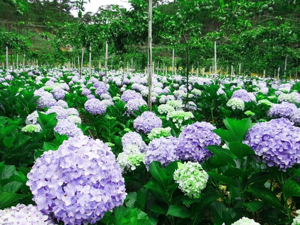 Hoa cẩm tú cầu Đà Lạt có gì đặc biệt?