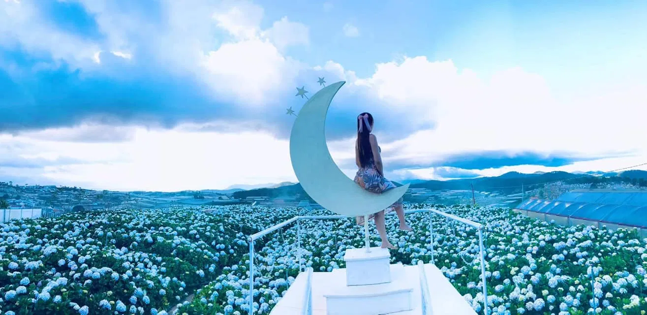 Thiên đàng hoa cẩm tú cầu mới - đường Tự Tạo (Ảnh: Internet)