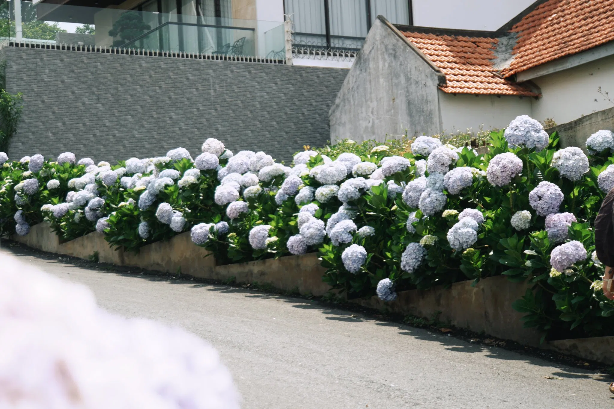 Con dốc hoa cẩm tú cầu số 1 Pasteur (Ảnh: Internet)