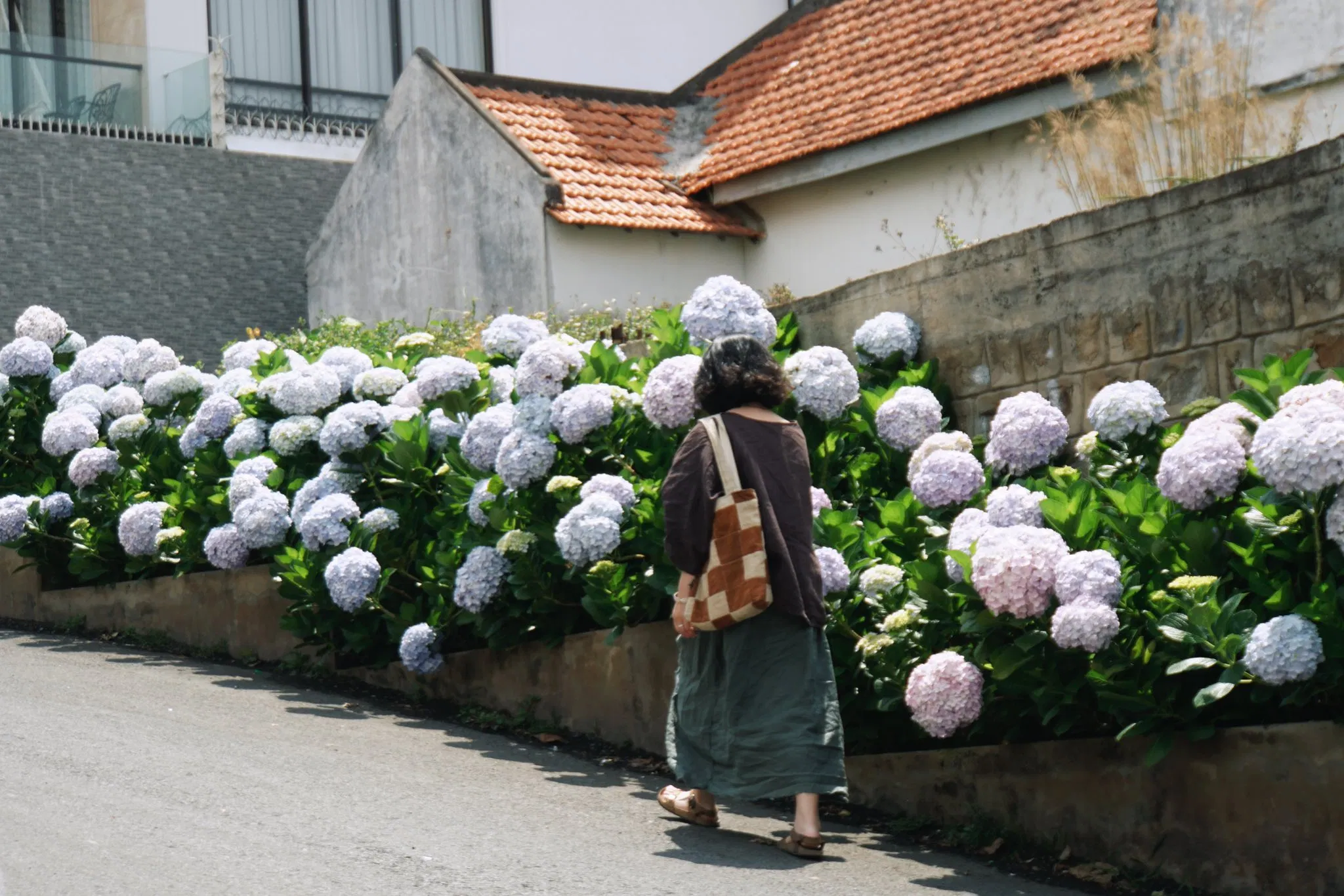 Con dốc hoa cẩm tú cầu số 1 Pasteur (Ảnh: Internet)