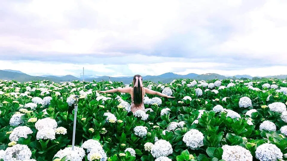 Thiên đàng hoa cẩm tú cầu mới - đường Tự Tạo (Ảnh: Internet) Thiên đàng hoa cẩm tú cầu mới - đường Tự Tạo (Ảnh: Internet)