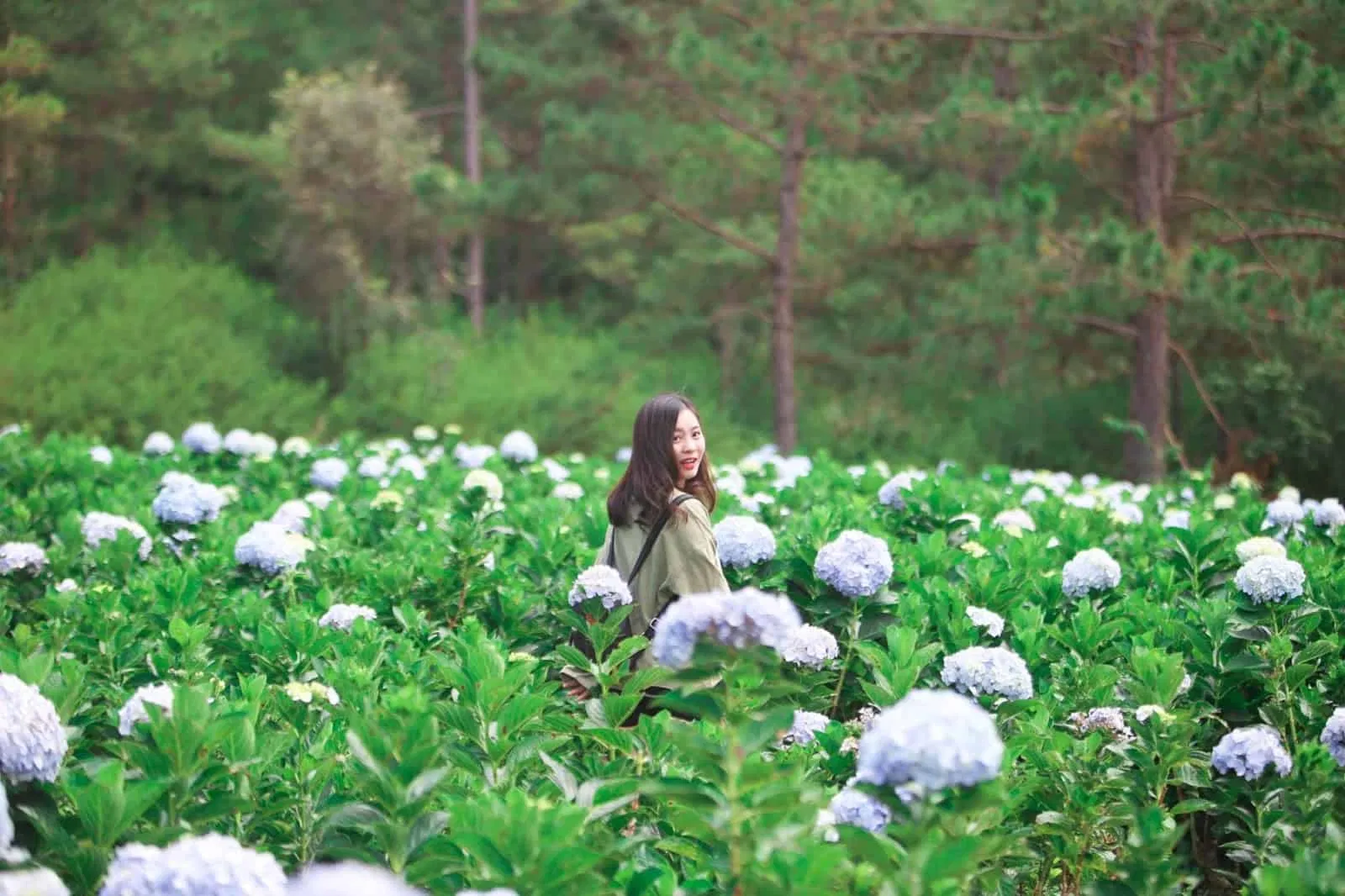 Vườn hoa cẩm tú cầu ở Thung lũng tình yêu (Ảnh: Internet) Vườn hoa cẩm tú cầu ở Thung lũng tình yêu (Ảnh: Internet)