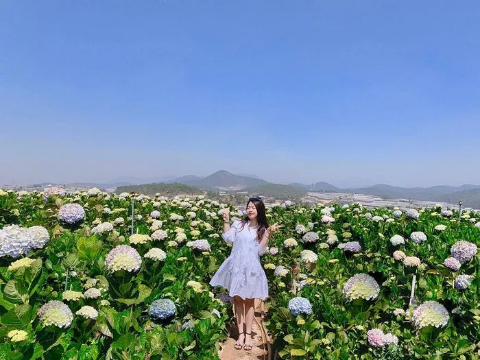 Thiên đàng hoa cẩm tú cầu mới - đường Tự Tạo (Ảnh: Internet) Thiên đàng hoa cẩm tú cầu mới - đường Tự Tạo (Ảnh: Internet)