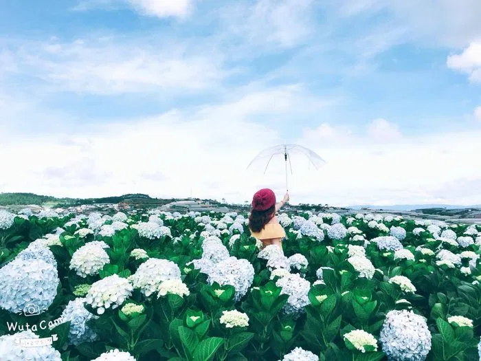 Vườn Cẩm tú cầu Cầu Đất