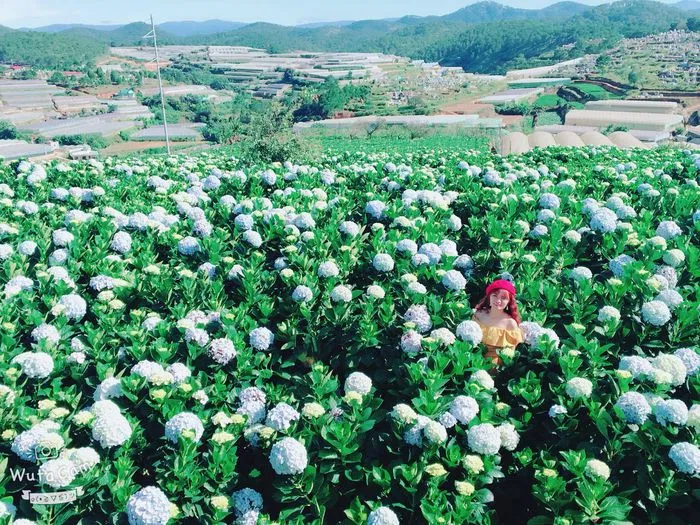 Vườn Cẩm tú cầu Cầu Đất (Ảnh: Internet)