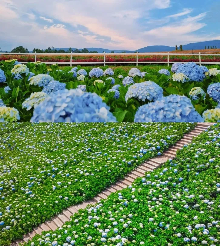 Vườn hoa cẩm tú cầu The Florest – Hoa trong rừng (Ảnh: Internet) Vườn hoa cẩm tú cầu The Florest – Hoa trong rừng (Ảnh: Internet)