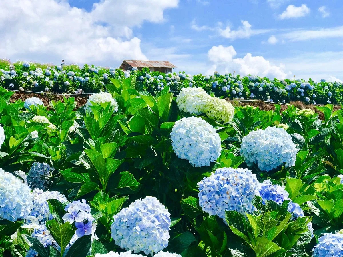 Vườn Cẩm tú cầu Cầu Đất (Ảnh: Internet)