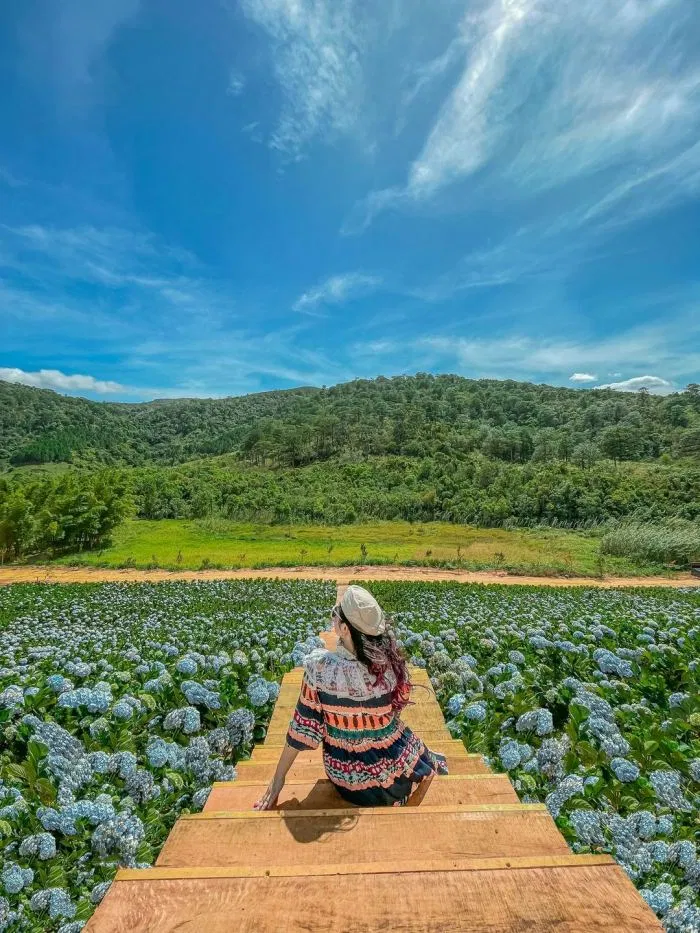 Vườn hoa cẩm tú cầu The Florest – Hoa trong rừng (Ảnh: Internet) Vườn hoa cẩm tú cầu The Florest – Hoa trong rừng (Ảnh: Internet)