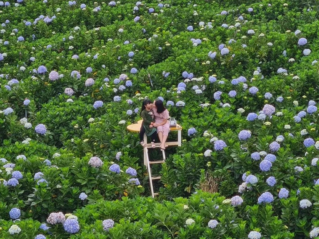 Vườn hoa cẩm tú cầu Trại Mát (Ảnh: Internet)