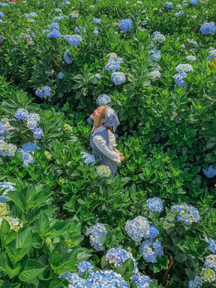 Vườn hoa cẩm tú cầu The Florest – Hoa trong rừng (Ảnh: Internet) Vườn hoa cẩm tú cầu The Florest – Hoa trong rừng (Ảnh: Internet)