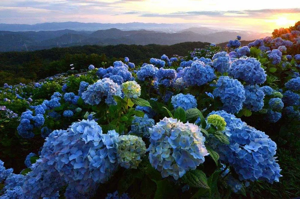 Cánh đồng hoa cẩm tú cầu tại làng Đất Sét - Đường Hầm Điêu Khắc (Ảnh: Internet) Cánh đồng hoa cẩm tú cầu tại làng Đất Sét - Đường Hầm Điêu Khắc (Ảnh: Internet)