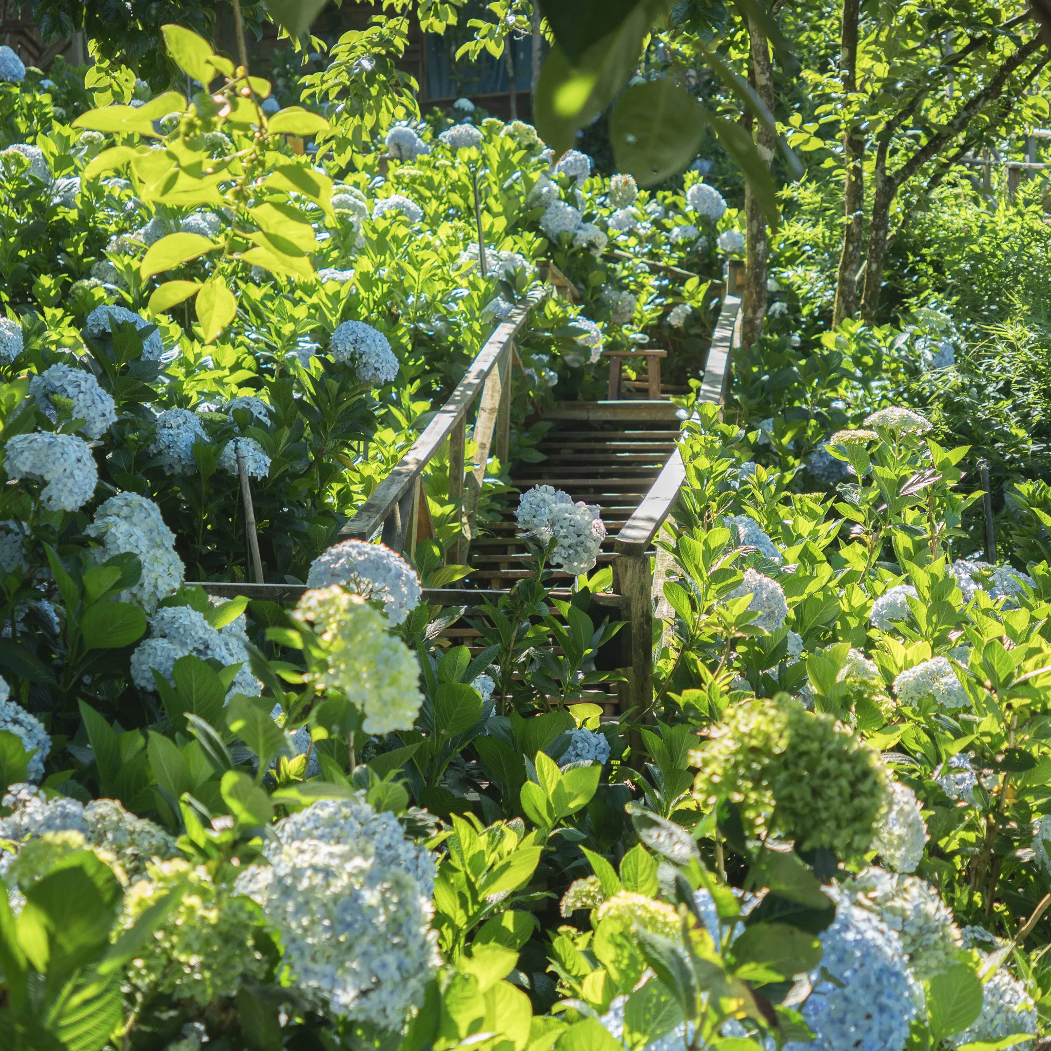 Hoa cẩm tú cầu tại quán Cafe Persimmon Đà Lạt (Ảnh: Internet)