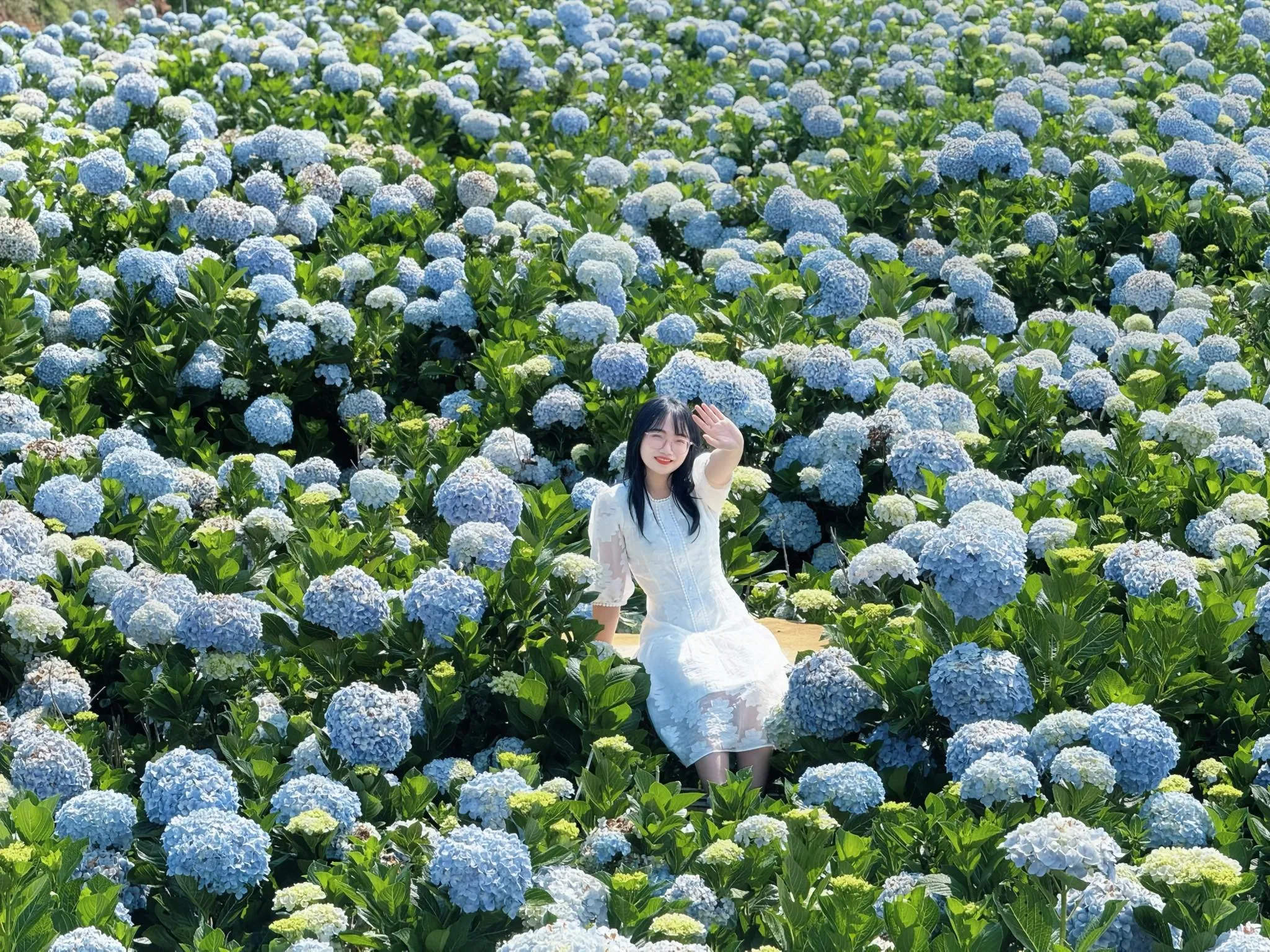 Vườn hoa cẩm tú cầu Trại Mát