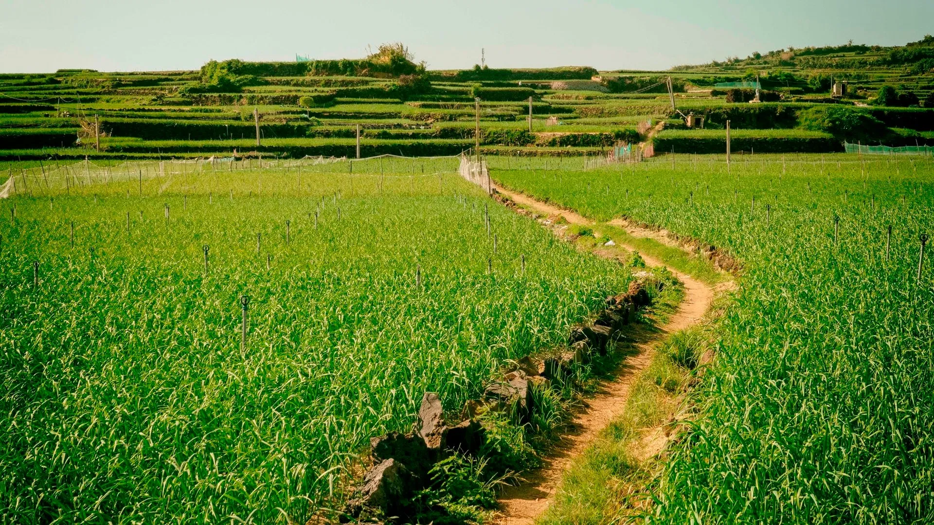 Cánh đồng tỏi Lý Sơn
