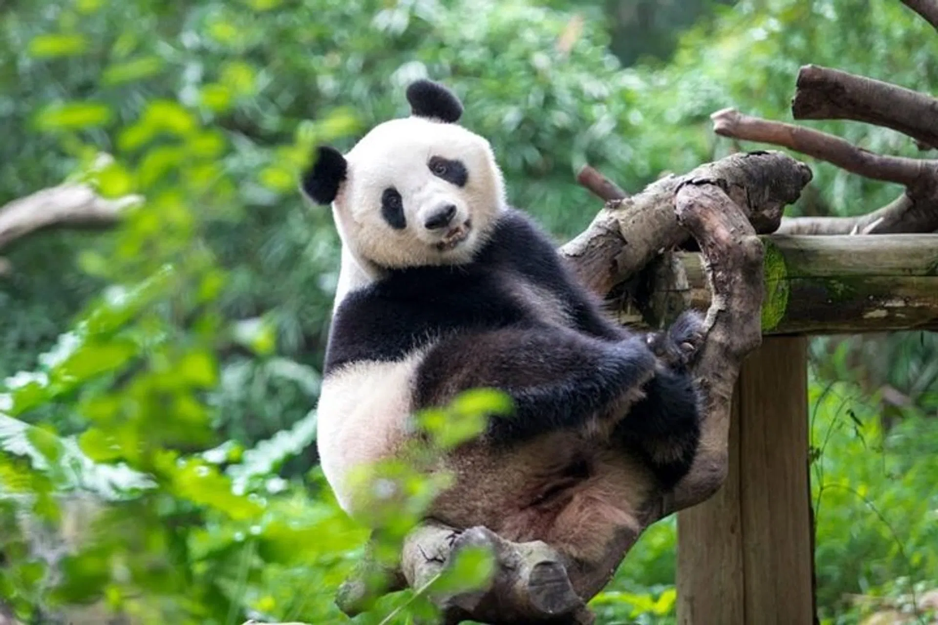 Vườn bách thảo quốc gia Nam Trung Quốc (Ảnh: Internet)