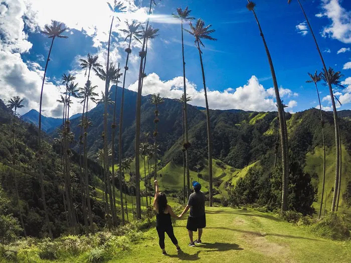 Cocora Valley (Nguồn: Internet)