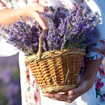 Tinh dầu lavender là gì?