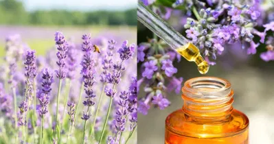 3 loại tinh dầu lavender phổ biến