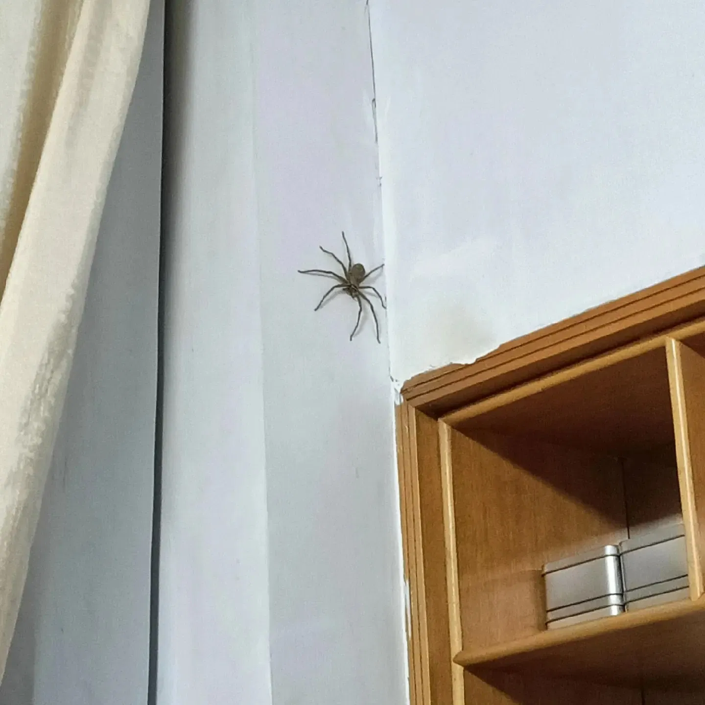 Nhện giăng tơ là điềm báo gì theo vị trí cụ thể (Ảnh: Internet)