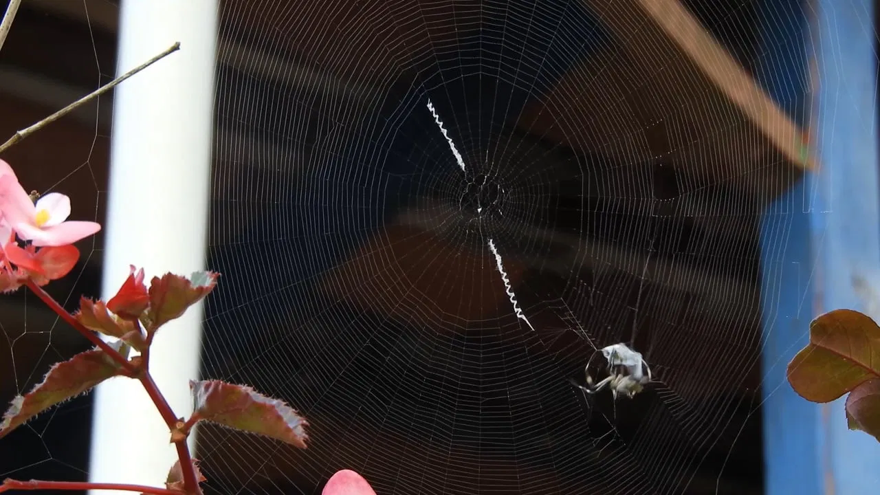 Nhện giăng tơ là điềm báo gì theo vị trí cụ thể (Ảnh: Internet)