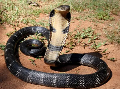 Ophidiophobia