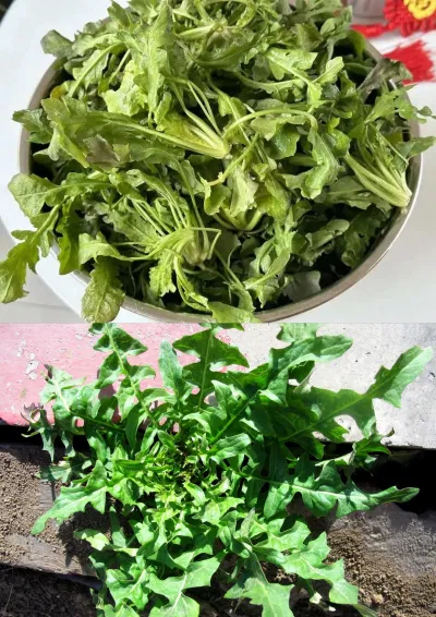 Sợ sữa giả, hãy ăn 15 loại rau chứa canxi nhiều hơn cả sữa này Bổ sung canxi cải bó xôi canxi Đậu phụ hạnh nhân hiệu quả khoai lang Nhật Bản quả sung rau chứa canxi rau củ rau củ canxi rau mồng tơi rong biển Súp lơ súp lơ xanh thực phẩm thực phẩm giàu canxi