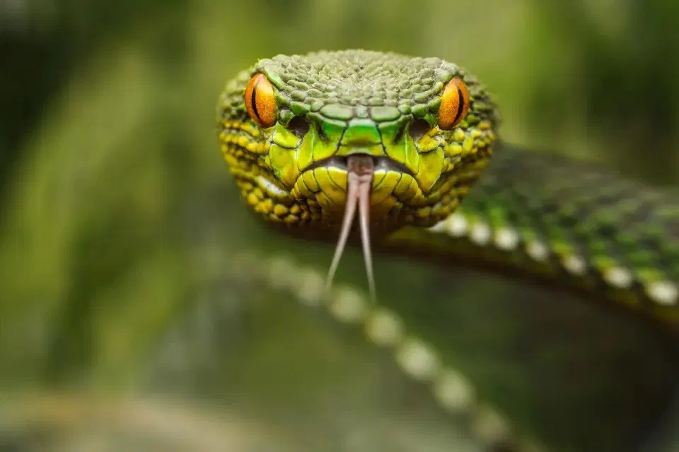 Ophidiophobia