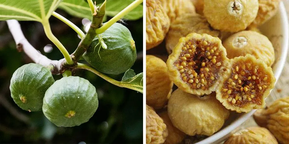 Tác dụng của quả sung khô (Ảnh: Internet)