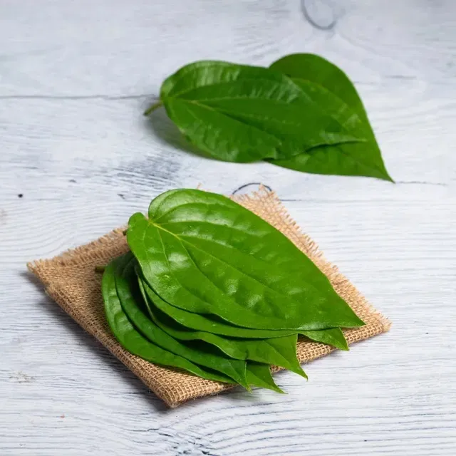 Tinh dầu lá trầu không là một loại dầu quý hiếm được chiết xuất từ ​​cây trầu không