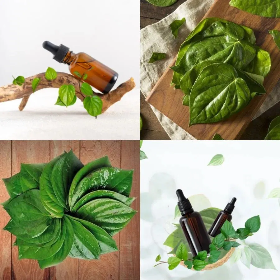 Cách chưng cất tinh dầu trầu không
