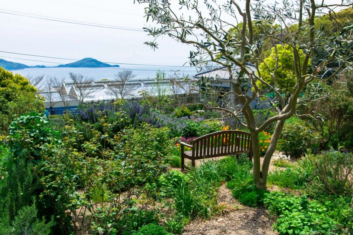 Vườn ô liu Shodoshima (Nguồn: Internet)