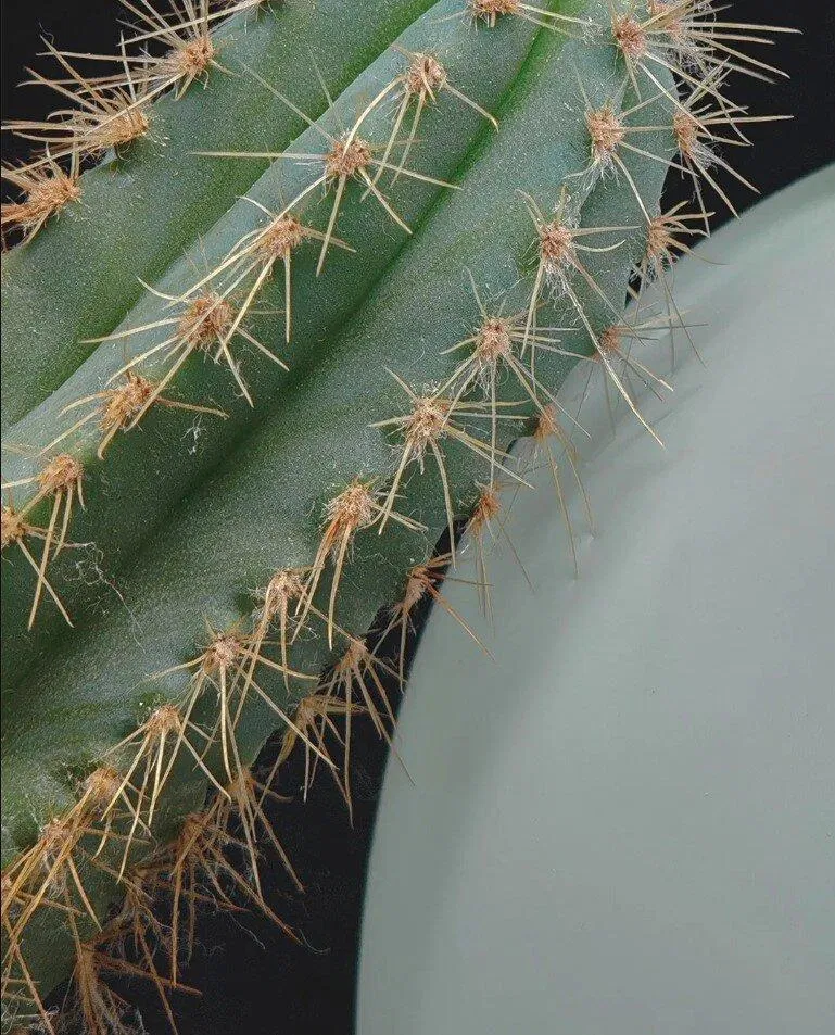 Ảnh được chụp bởi ống kính tele của điện thoại Nothing Phone 3 (Ảnh: Internet) Ảnh được chụp bởi ống kính tele của điện thoại Nothing Phone 3 (Ảnh: Internet)