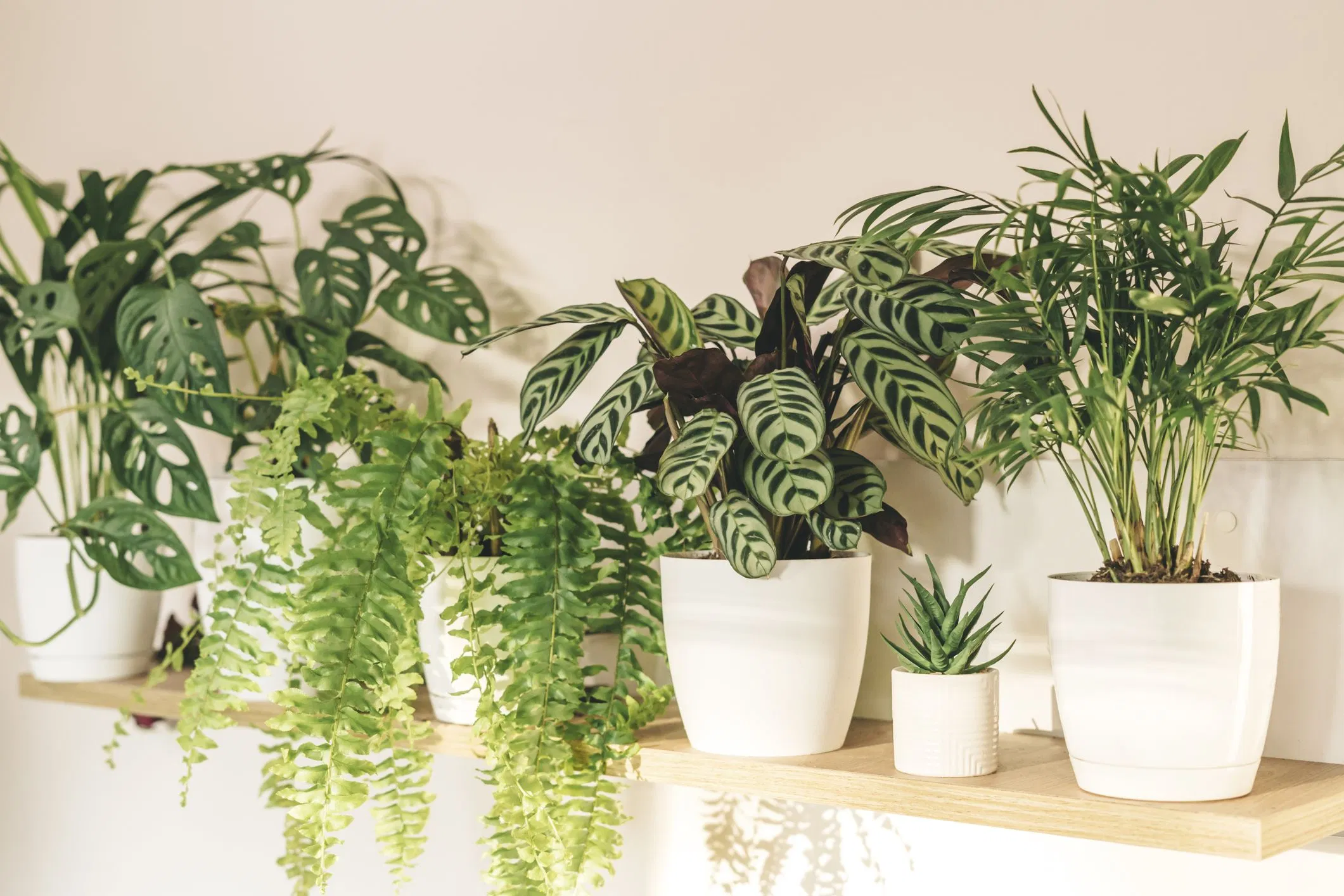 Chú ý tưới đủ ẩm – không để úng (Nguồn ảnh: Internet)