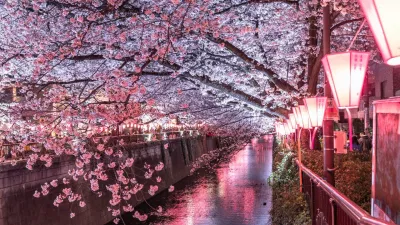Hoa anh đào nở bên sông Meguro, Ebisu (Ảnh: Internet)