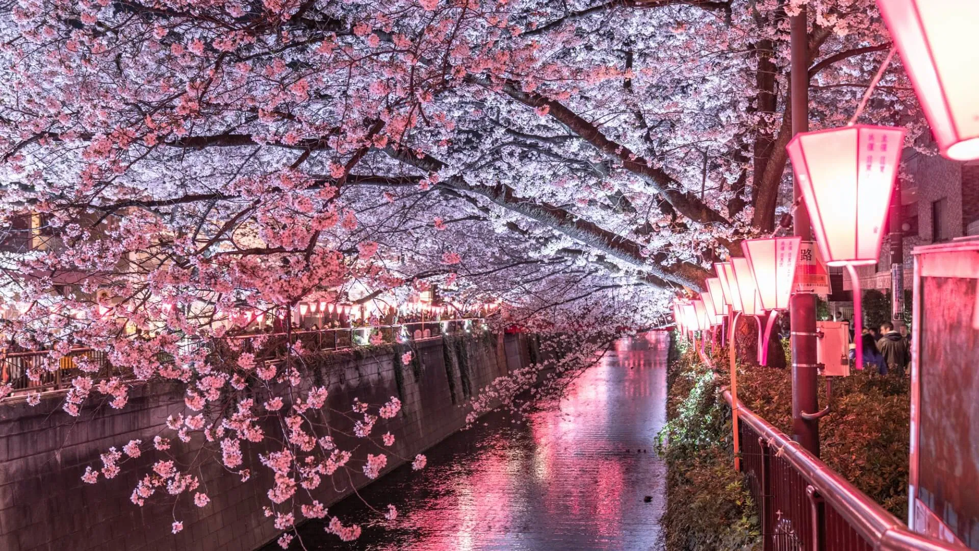 Hoa anh đào nở bên sông Meguro, Ebisu (Ảnh: Internet)