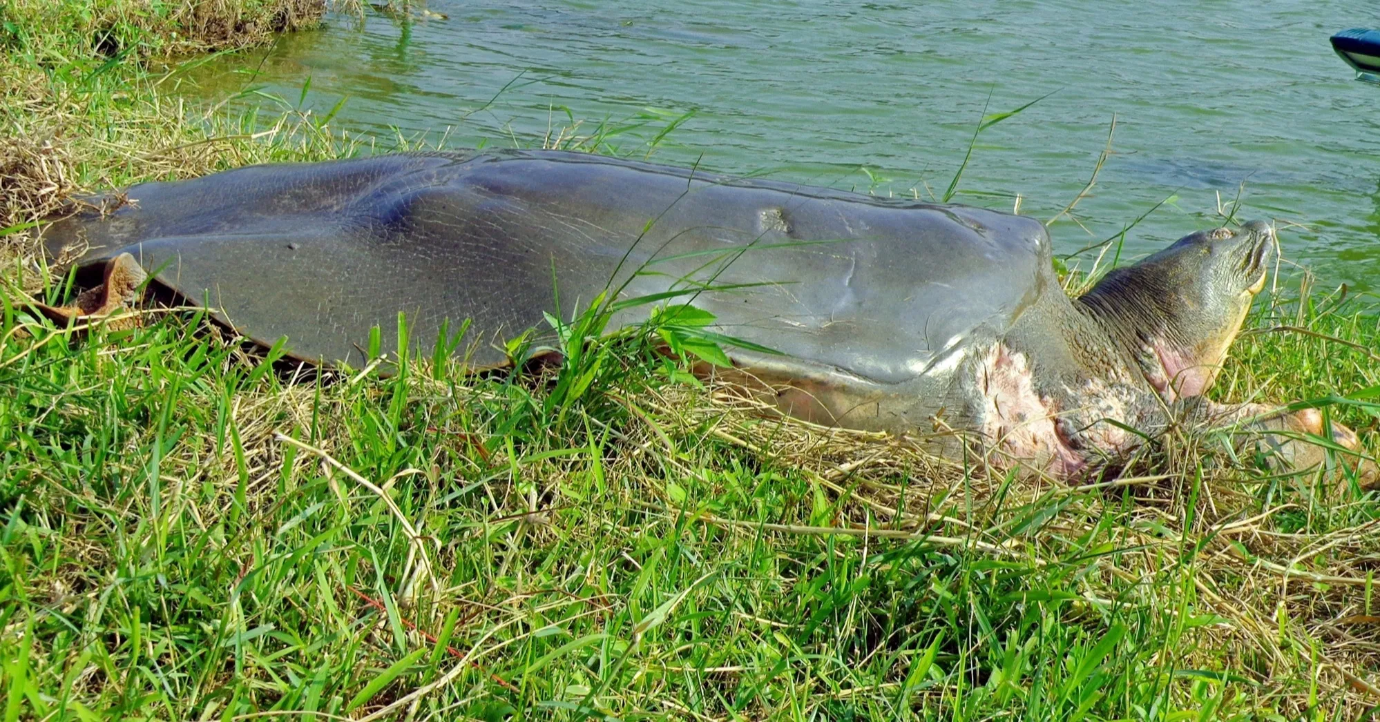 Rùa Hoàn Kiếm – Huyền thoại sống của hồ nước linh thiêng (Nguồn: Internet) Rùa Hoàn Kiếm – Huyền thoại sống của hồ nước linh thiêng (Nguồn: Internet)