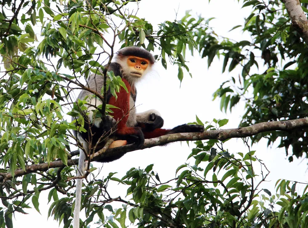 Voọc chà vá chân nâu – “Nữ hoàng” của các loài linh trưởng (Nguồn: Internet) Voọc chà vá chân nâu – “Nữ hoàng” của các loài linh trưởng (Nguồn: Internet)