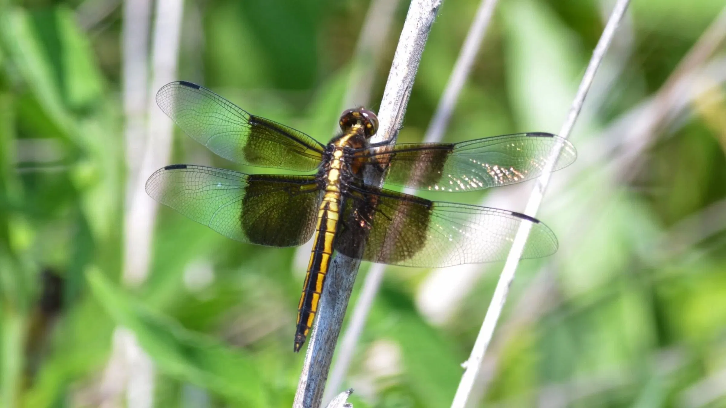 ó thể sử dụng tranh, ảnh, tượng hoặc các vật phẩm trang trí hình chuồn chuồn và đặt tại những cung may mắn tương ứng